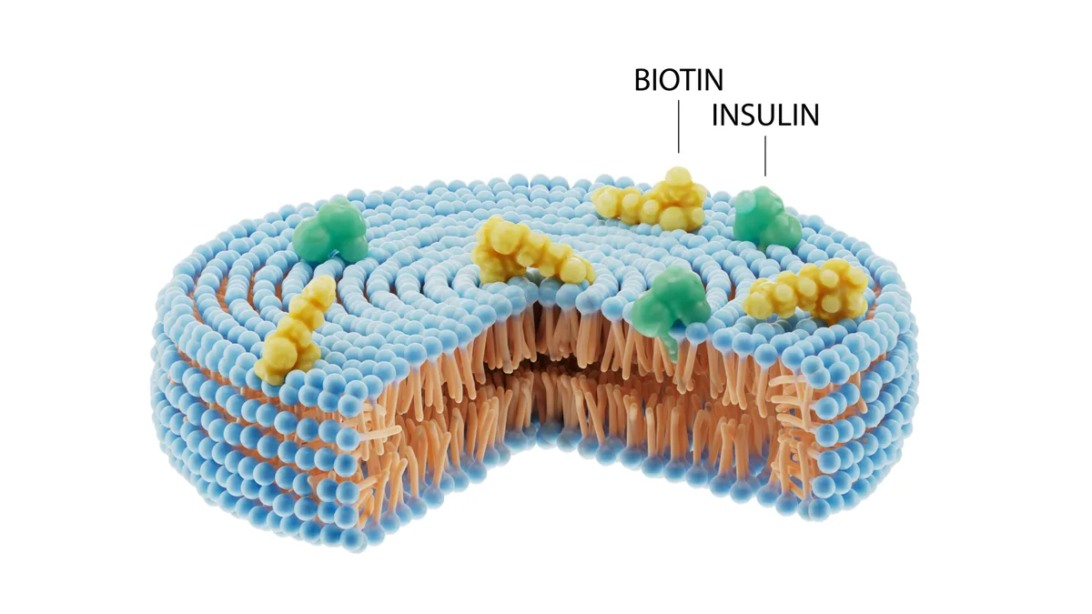 Το HDV-Insulin Lispro της Diasome Δείχνει Υποσχέσεις για το Διαβήτη Τύπου 1